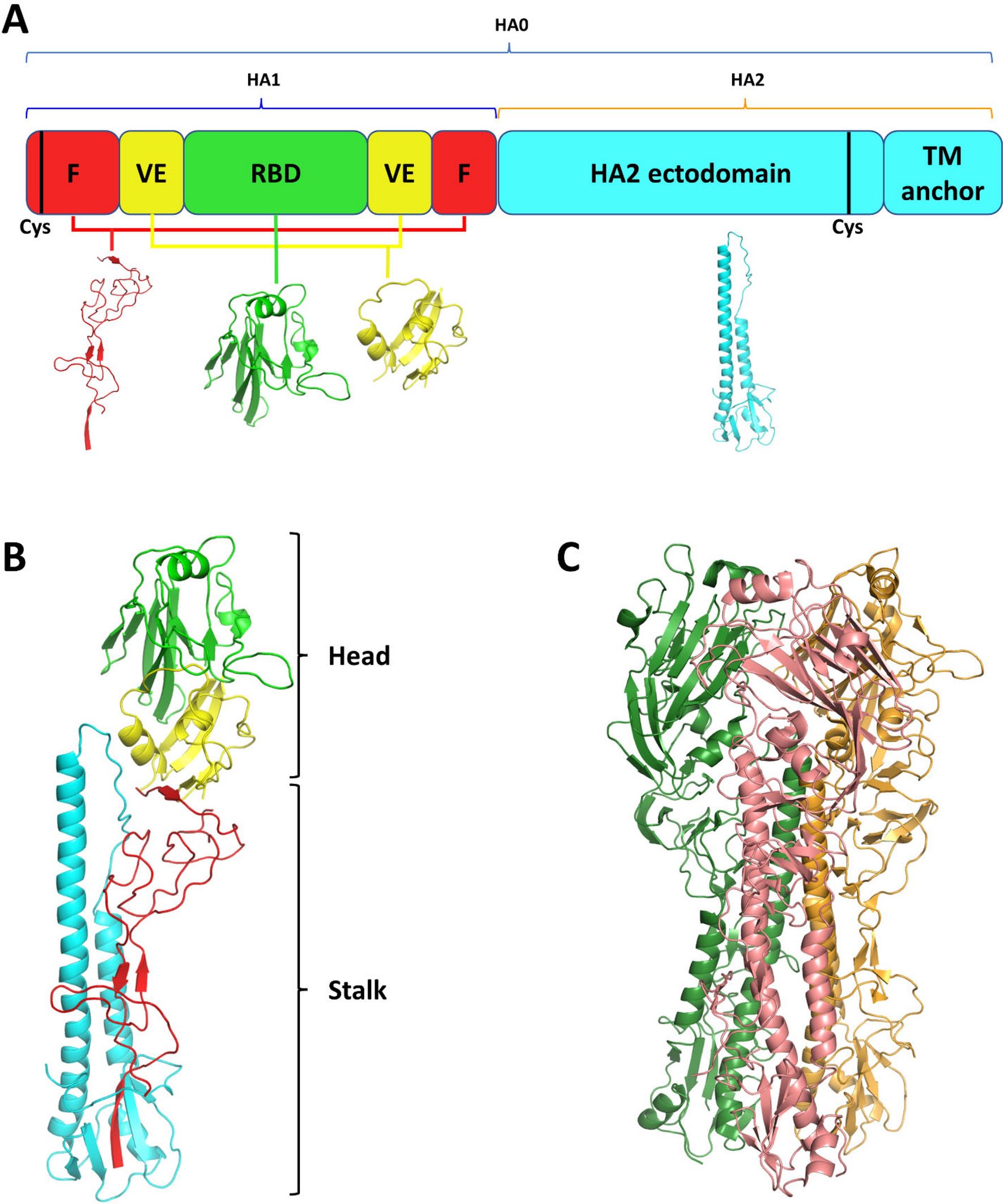 流感病毒血凝素蛋白结构