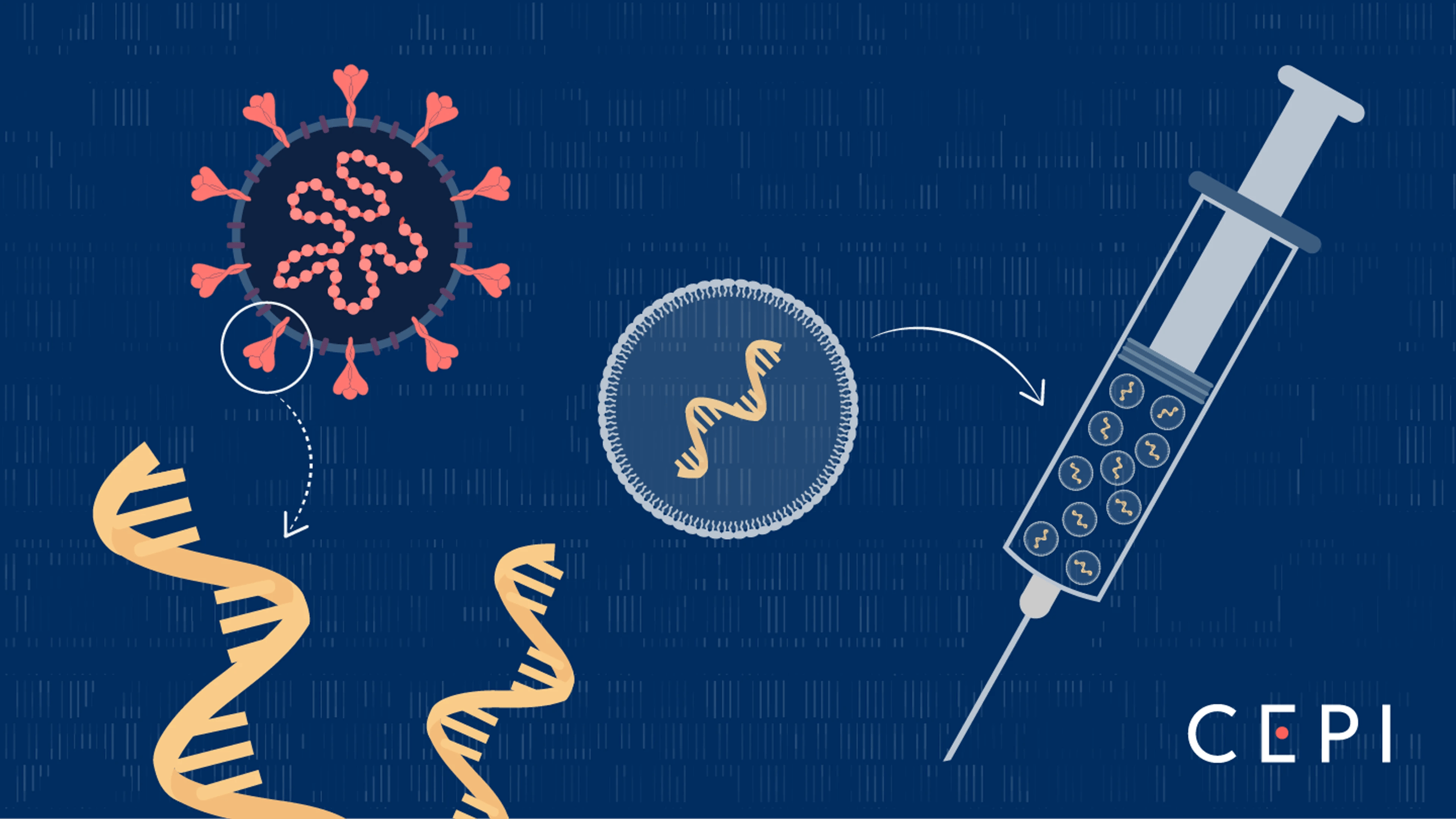 mRNA疫苗作用机制示意图