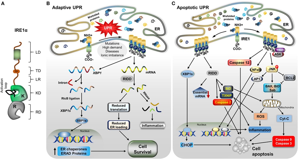 IRE1α应激反应通路示意图