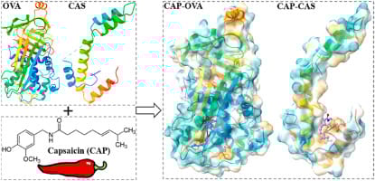 酪蛋白与辣椒素结合机制
